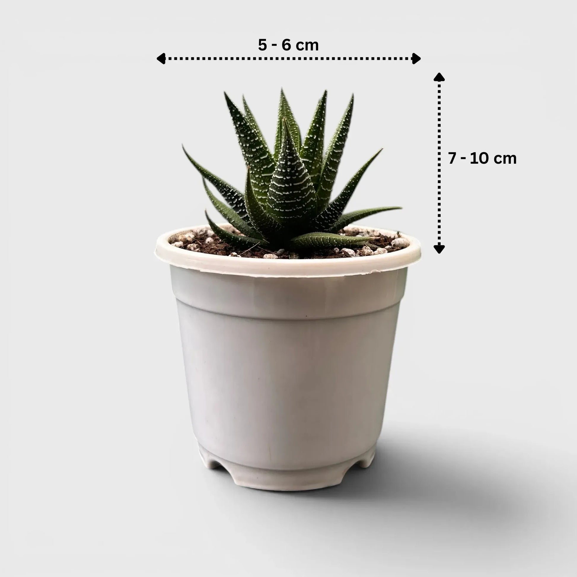 Haworthia Fasciata – Textured Zebra Succulent Indoor Plant | Bare Rooted