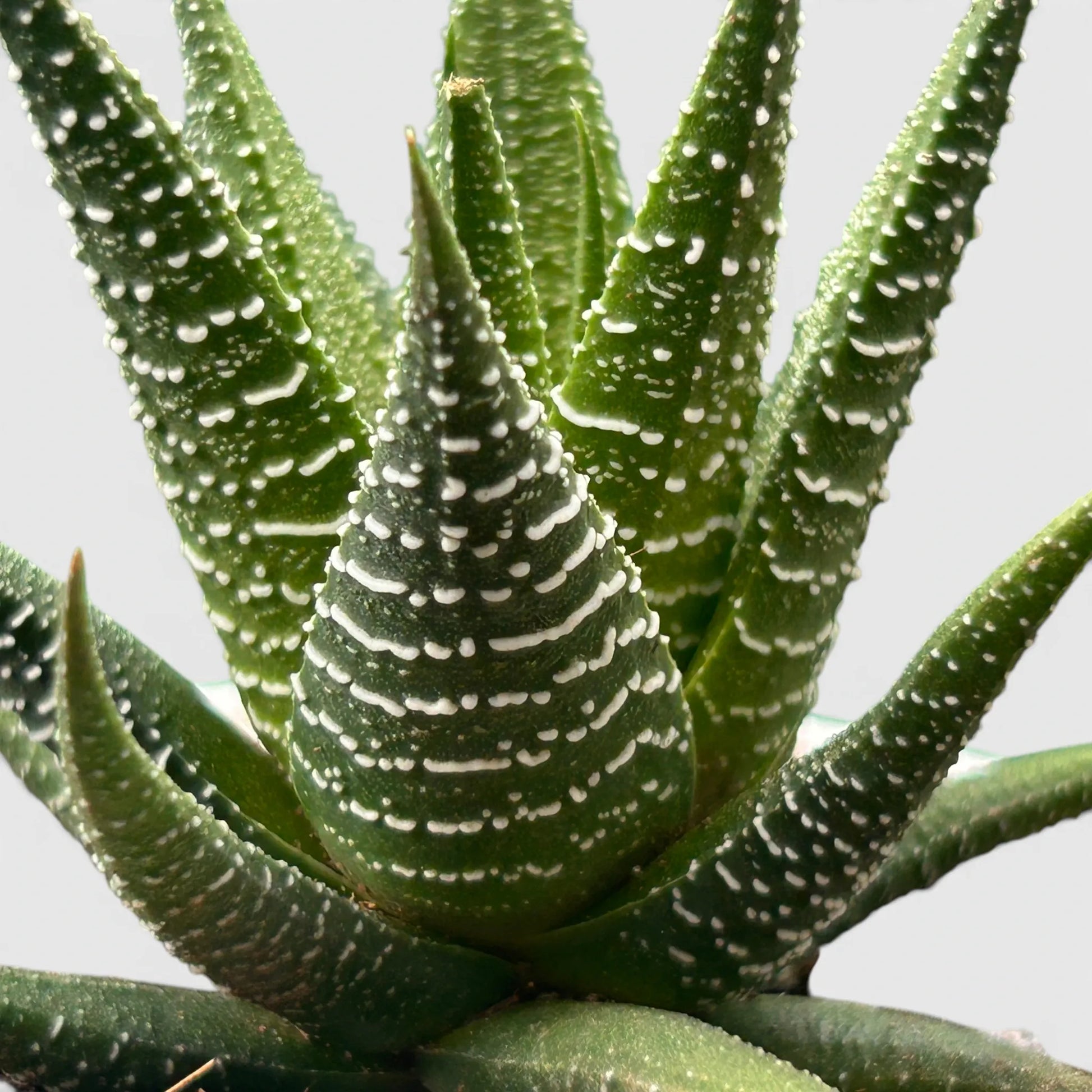 Haworthia Fasciata – Textured Zebra Succulent Indoor Plant | Bare Rooted