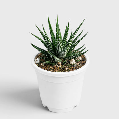 Haworthia Fasciata Live Plant