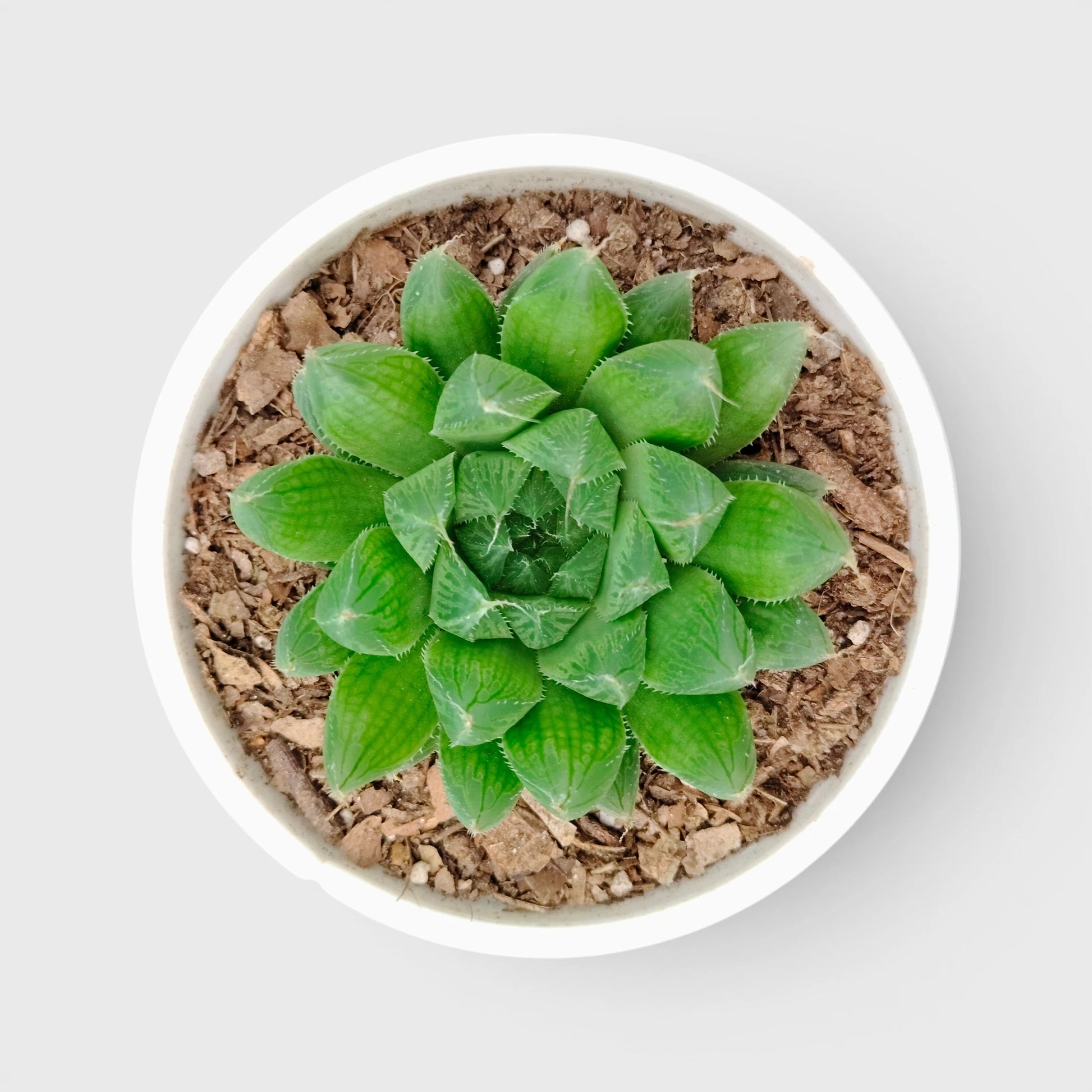 Haworthia Green Cooperii – Low Light Indoor Collector Succulent Plant | Bare Rooted