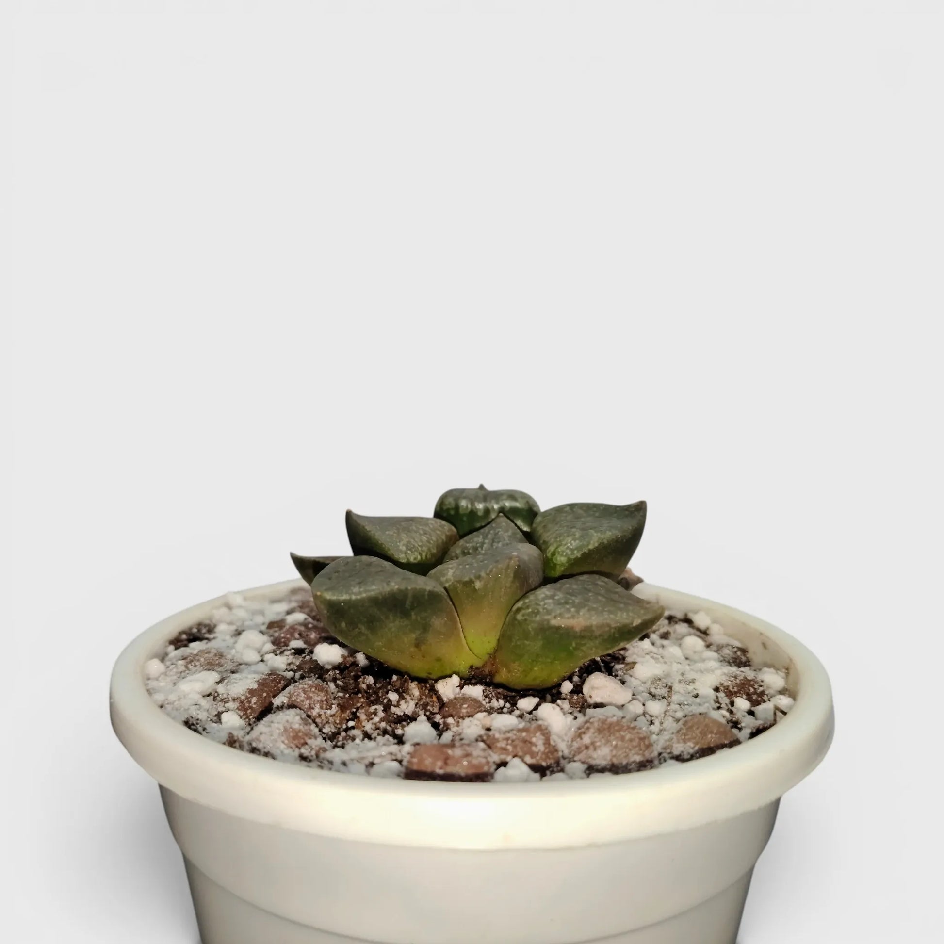Rare Haworthia Green Picta Hybrid SR003 – Seed Grown Collector Succulent | Bare Rooted