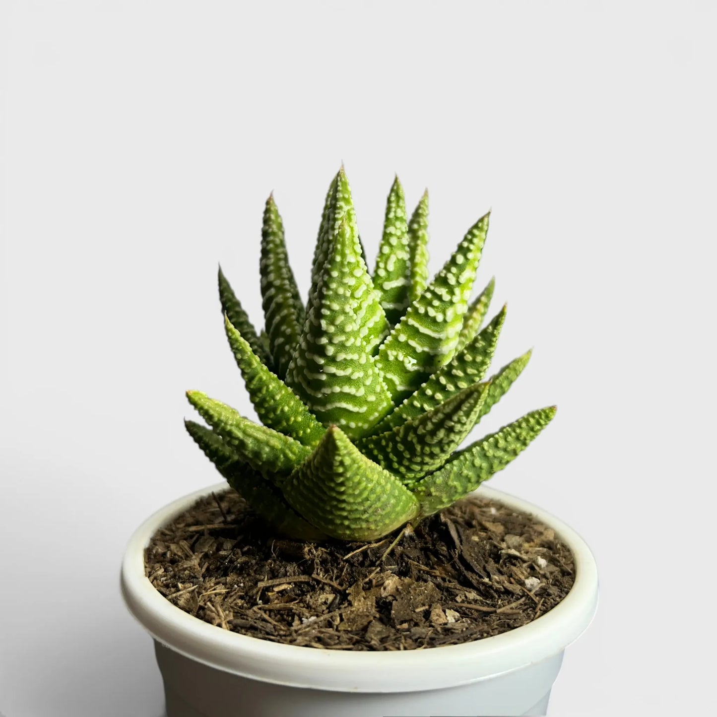 Haworthia Pumila x Tears of Angel – Collector Hybrid Succulent | Best Indoor Plants | Bare Rooted