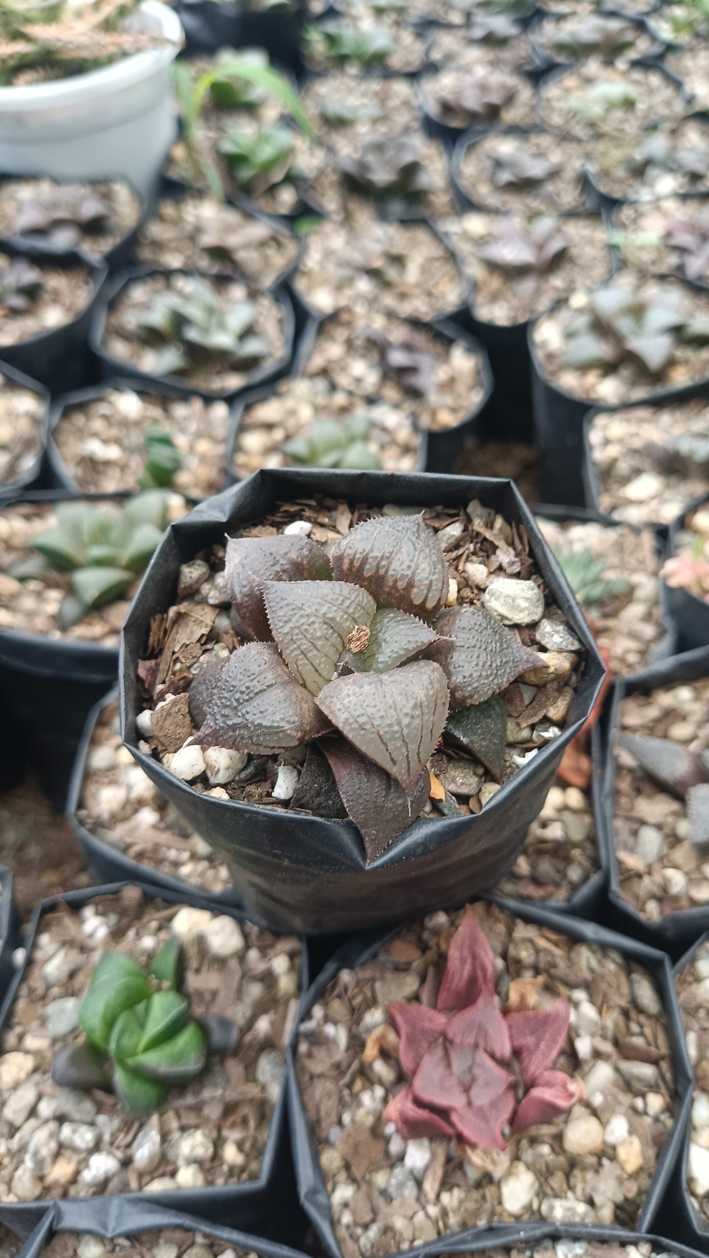 Haworthia Kaurijima Hybrid Succulent - Elegance in Every Leaf - My Store