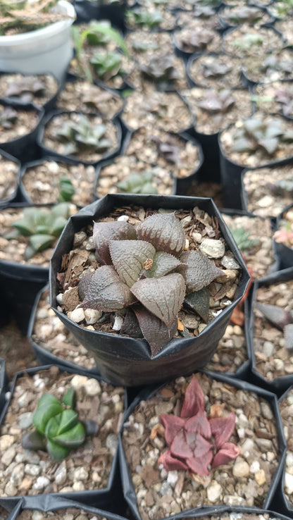 Haworthia Kaurijima Hybrid Succulent - Elegance in Every Leaf - My Store