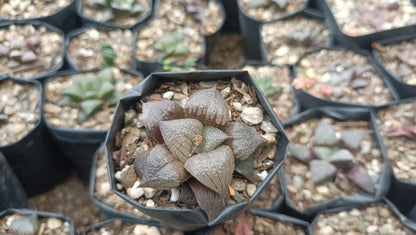Haworthia Kaurijima Hybrid Succulent - Elegance in Every Leaf - My Store