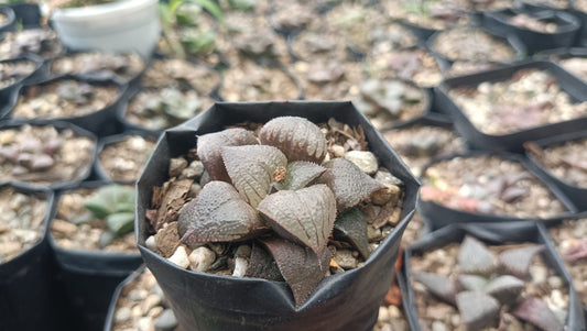 Haworthia Kaurijima Hybrid Succulent - Elegance in Every Leaf - My Store