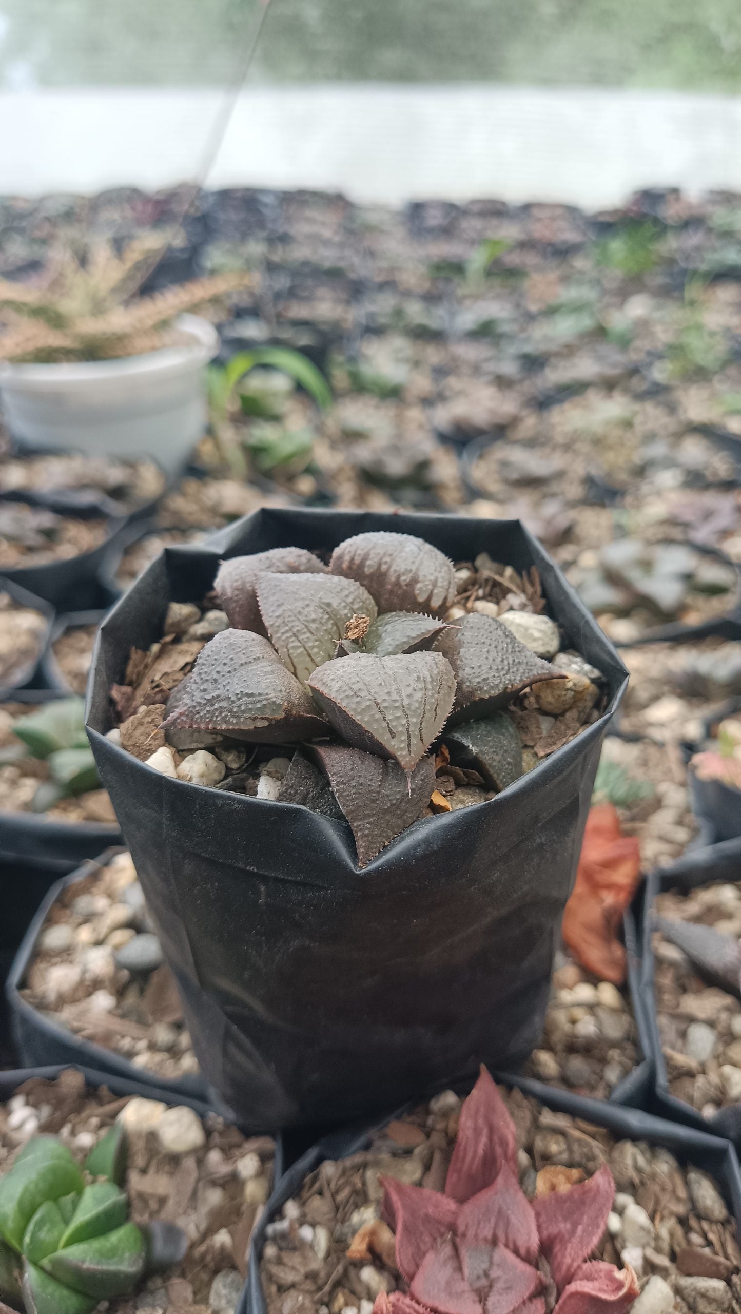 Haworthia Kaurijima Hybrid Succulent - Elegance in Every Leaf - My Store