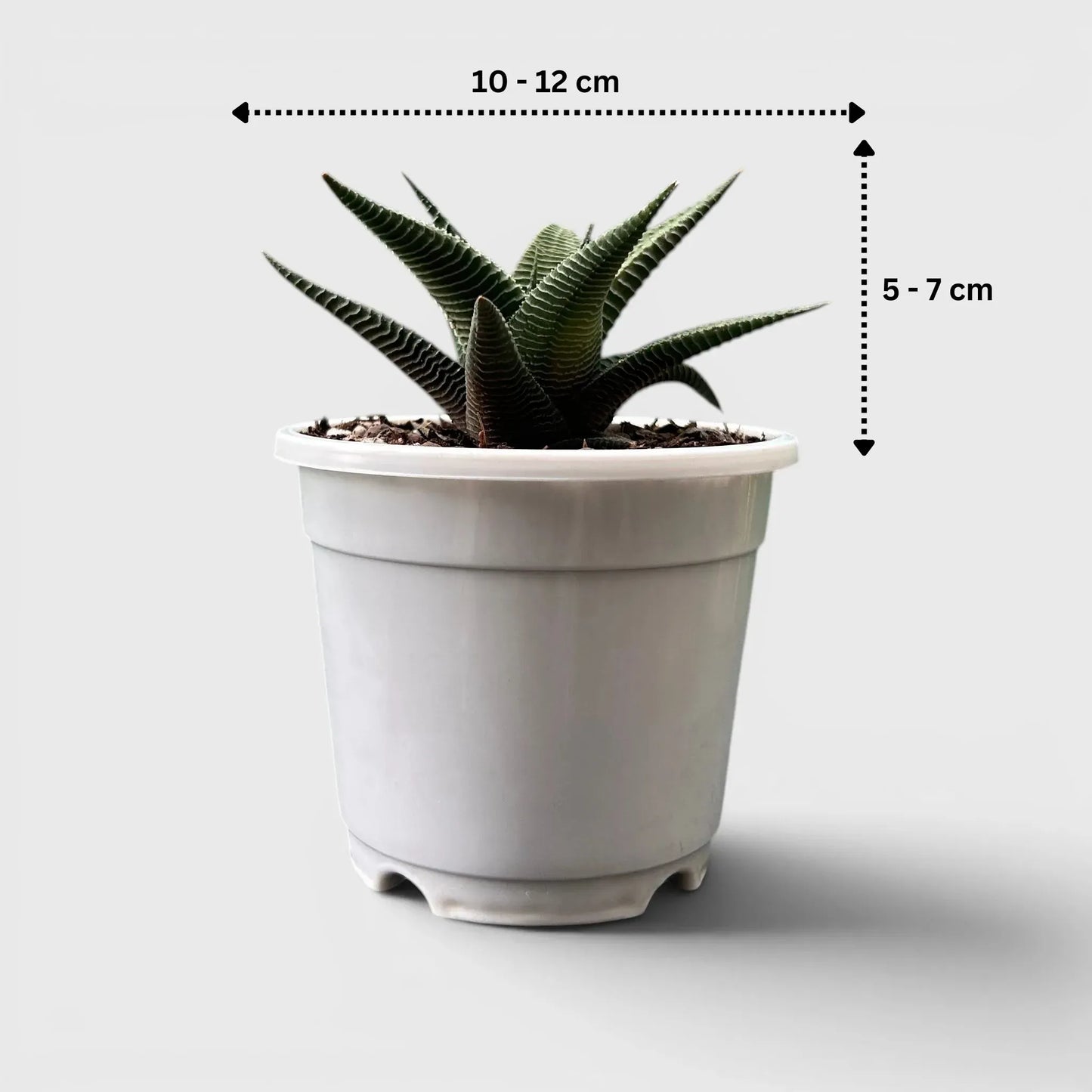 Haworthia Limifolia Non-Variegated – Hardy Low Light Indoor Succulent Plant | Bare Rooted