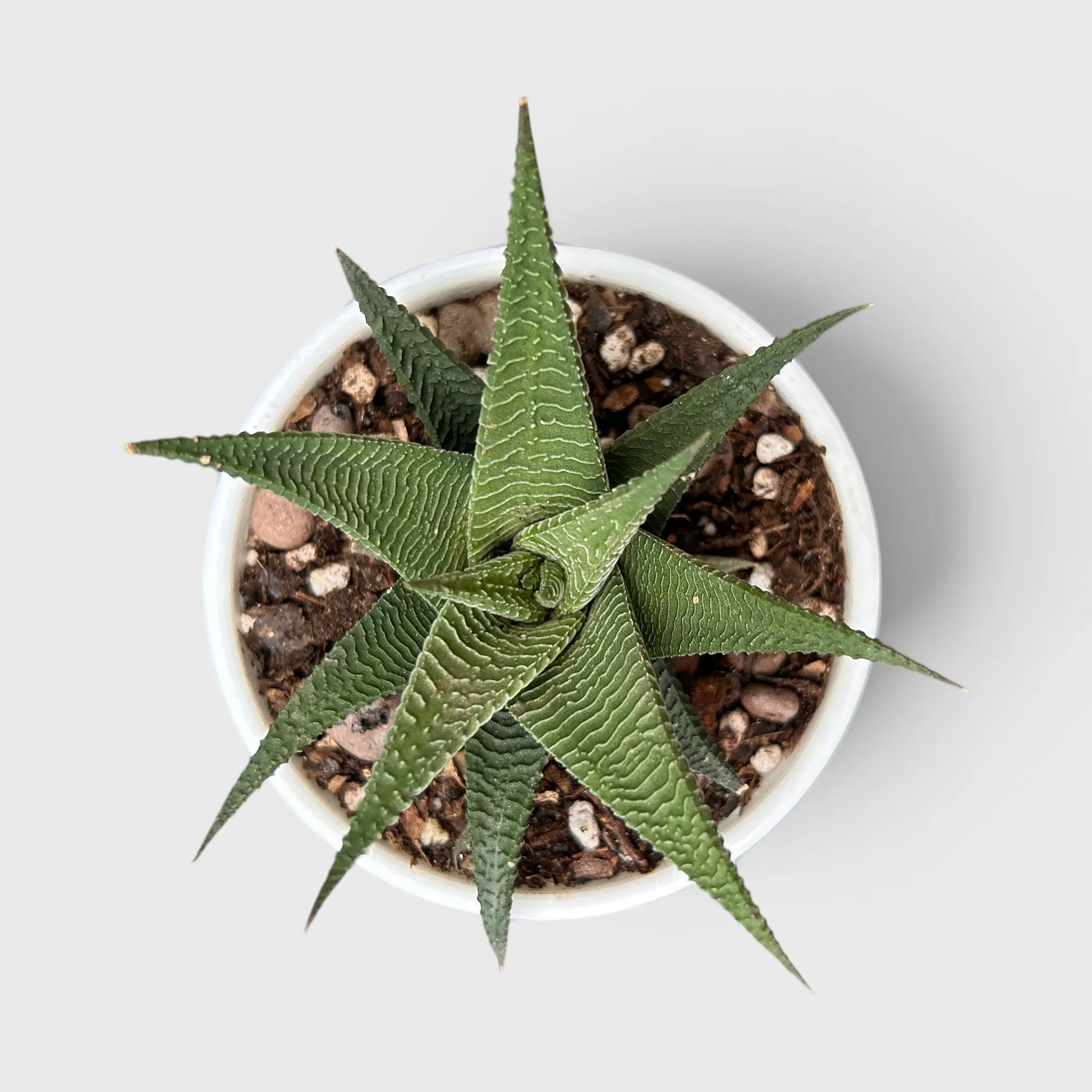 Haworthia Limifolia Non-Variegated – Hardy Low Light Indoor Succulent Plant | Bare Rooted
