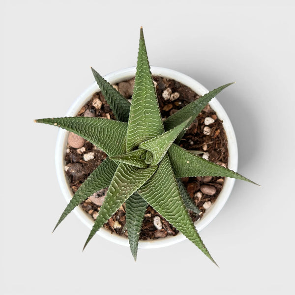 Haworthia Limifolia