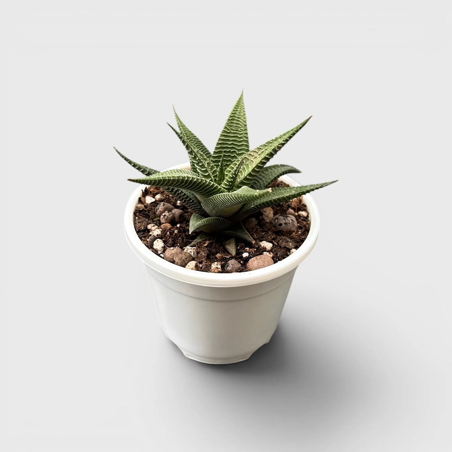 Haworthia Limifolia Non-Variegated – Hardy Low Light Indoor Succulent Plant | Bare Rooted