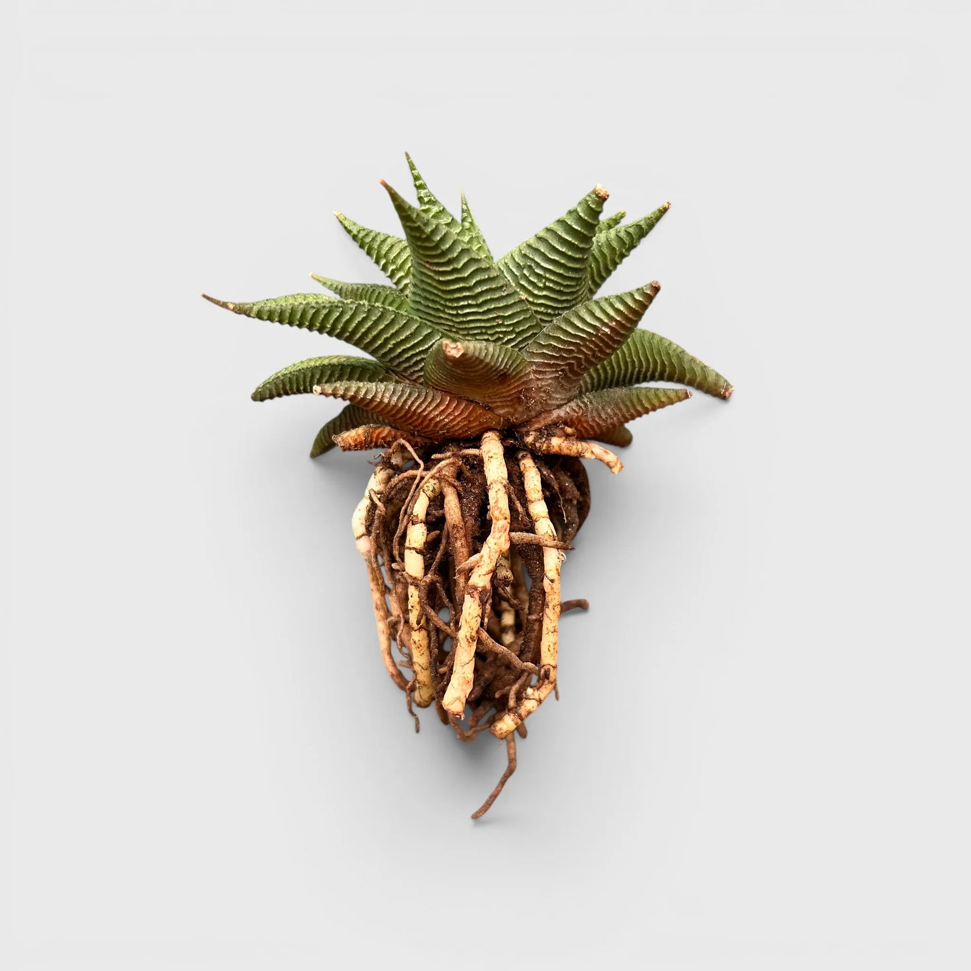 Haworthia Limifolia Non-Variegated Twisted- Timeless Beauty for Every Space | Bare Rooted