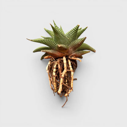 Haworthia Limifolia Non-Variegated Twisted- Timeless Beauty for Every Space | Bare Rooted