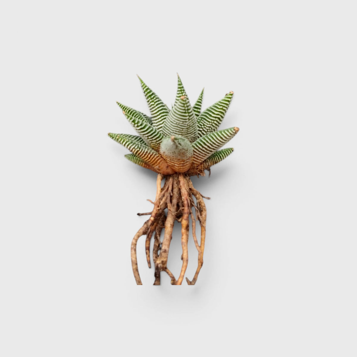 Haworthia Limifolia var. Striata – Premium Textured Succulent Plant
