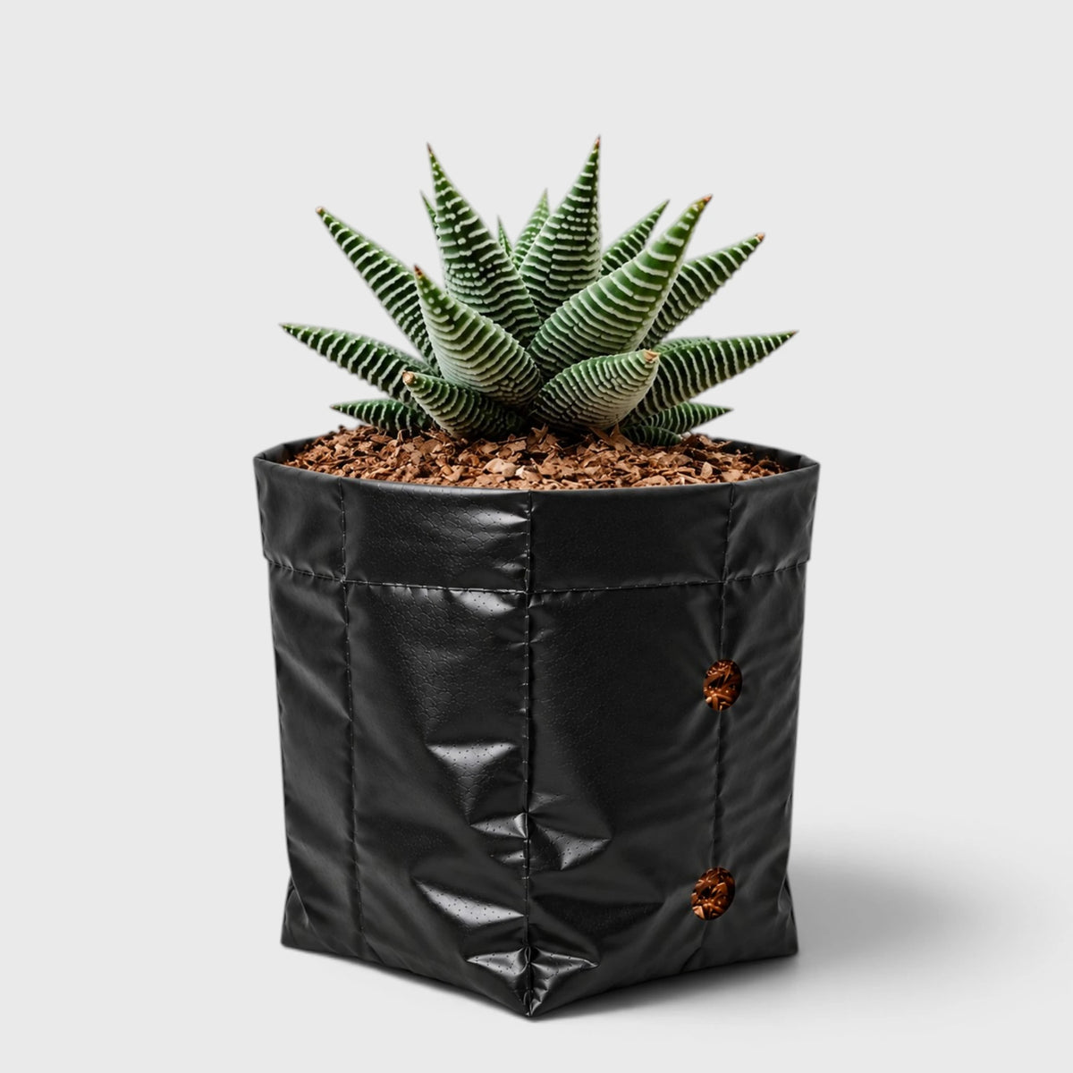 Haworthia Limifolia var. Striata – Premium Textured Succulent Plant