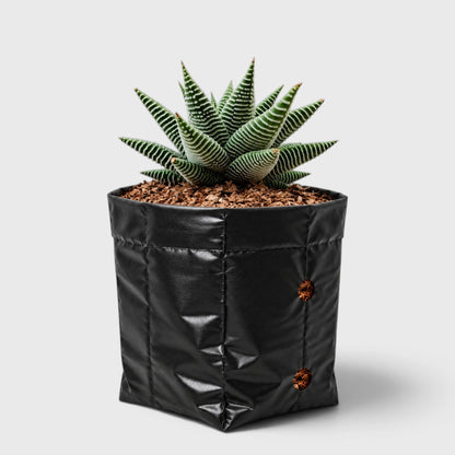Haworthia Limifolia var. Striata – Premium Textured Succulent Plant