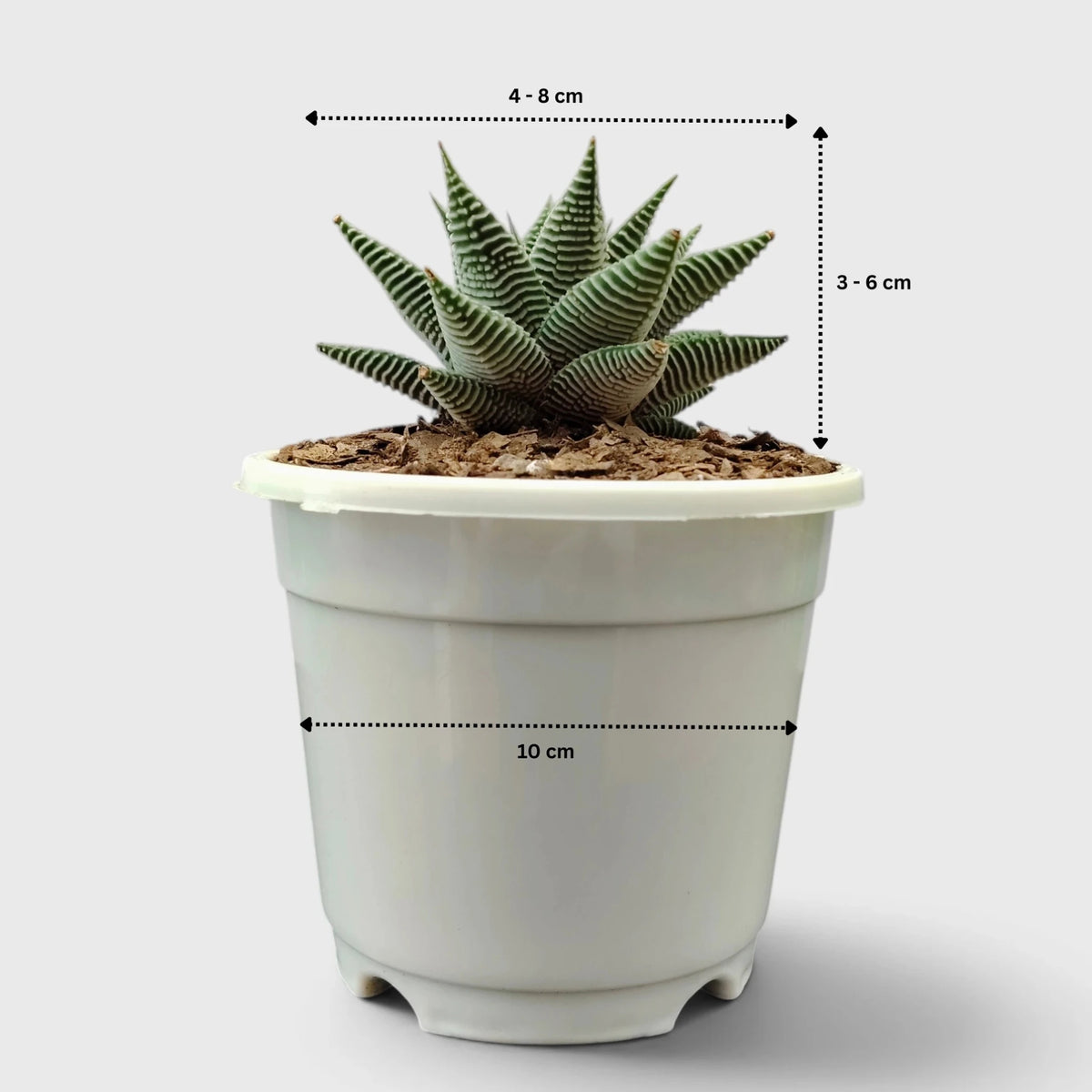 Haworthia Limifolia var. Striata – Premium Textured Succulent Plant