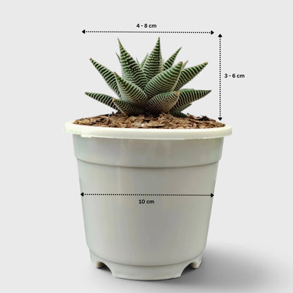 Haworthia Limifolia var. Striata – Premium Textured Succulent Plant