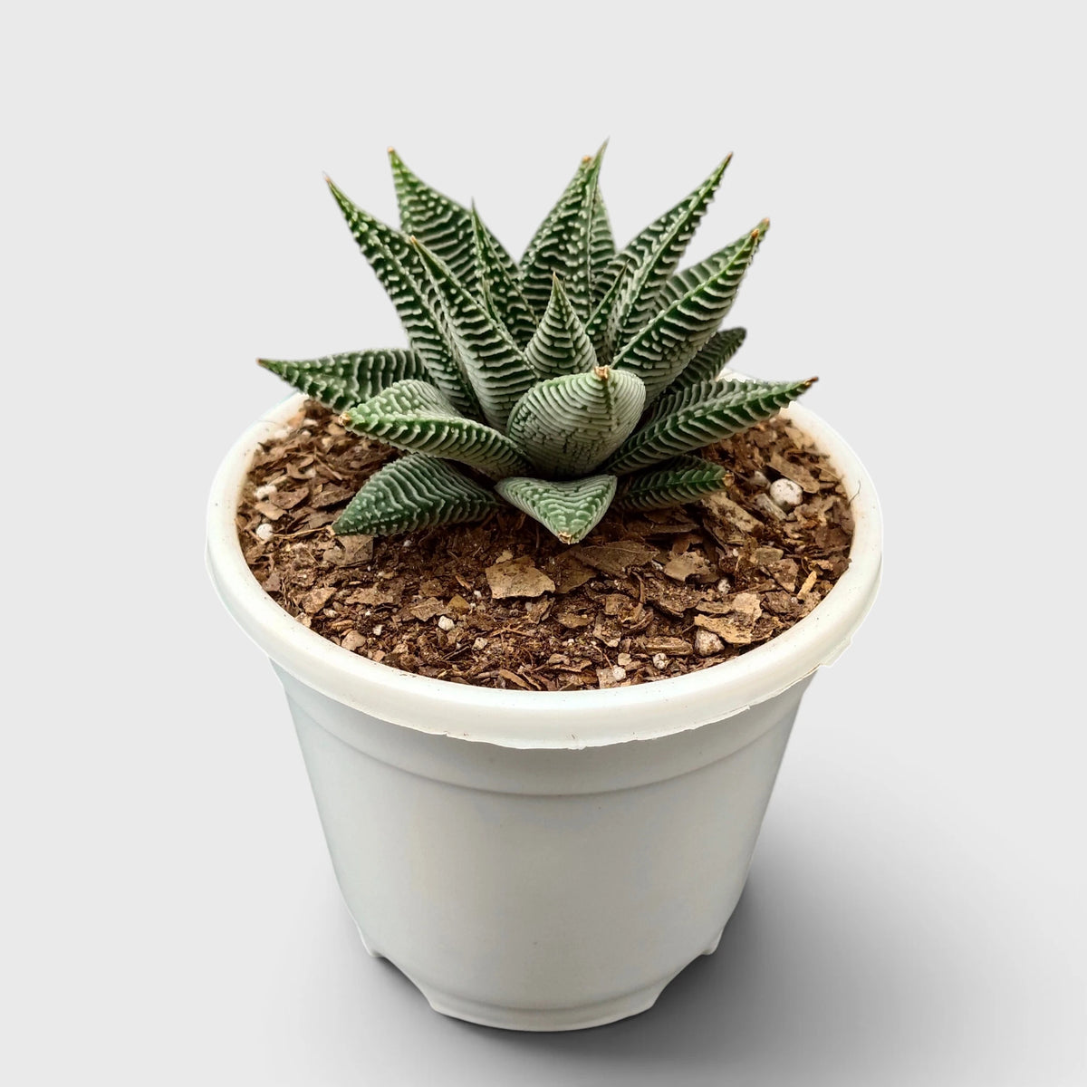 Haworthia Limifolia var. Striata – Premium Textured Succulent Plant