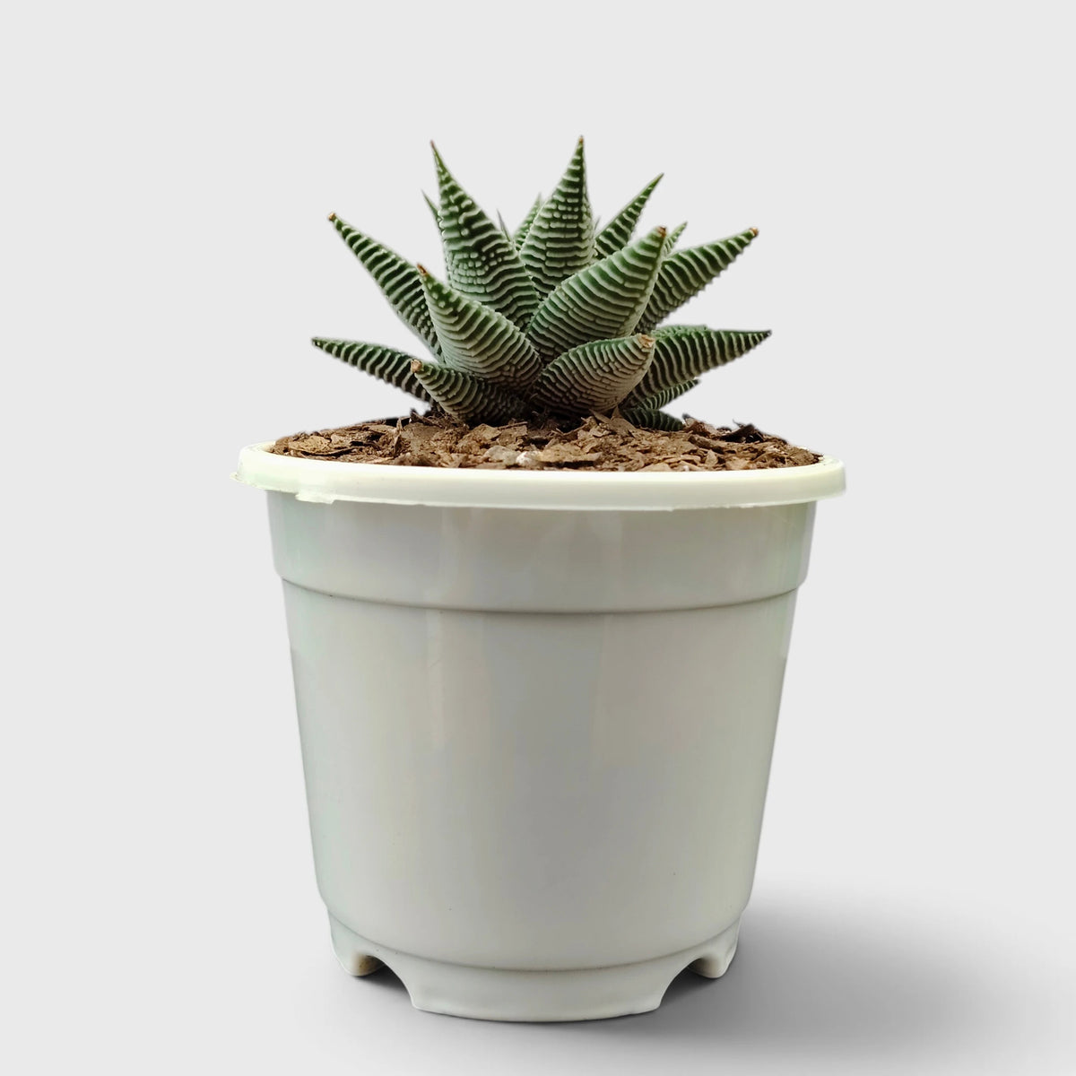 Haworthia Limifolia var. Striata – Premium Textured Succulent Plant