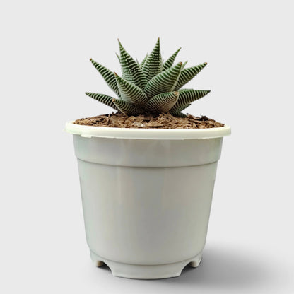 Haworthia Limifolia var. Striata – Premium Textured Succulent Plant