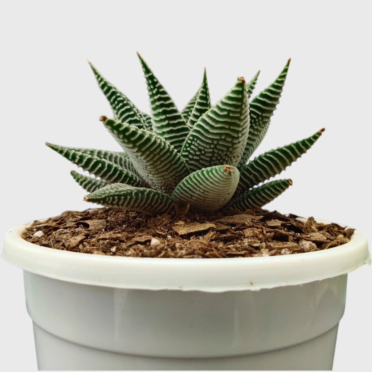 Haworthia Limifolia var. Striata – Premium Textured Succulent Plant