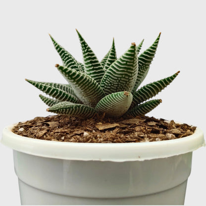 Haworthia Limifolia var. Striata – Premium Textured Succulent Plant