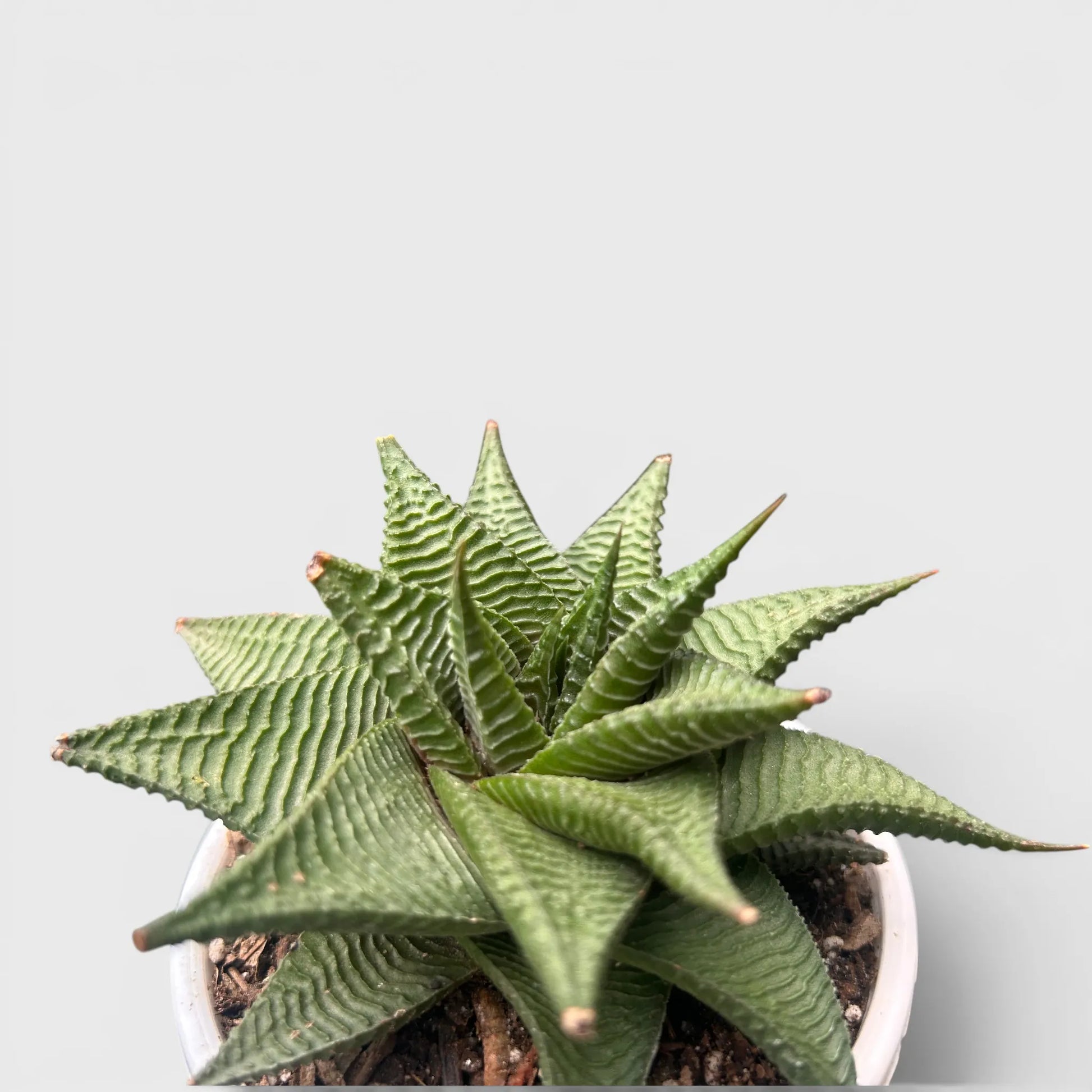 Haworthia Limifolia Non-Variegated Twisted- Timeless Beauty for Every Space | Bare Rooted