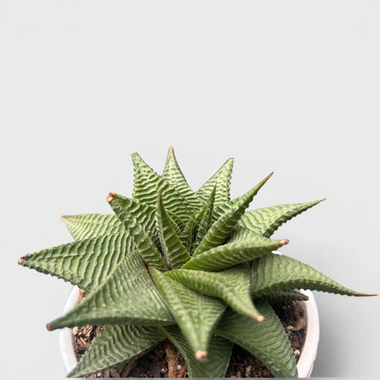 Haworthia Limifolia Non-Variegated Twisted- Timeless Beauty for Every Space | Bare Rooted