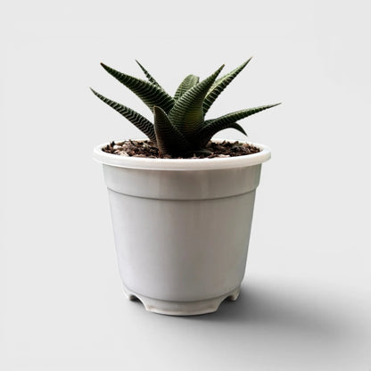 Haworthia Limifolia Non-Variegated – Hardy Low Light Indoor Succulent Plant | Bare Rooted