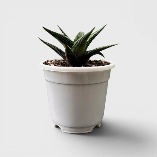 Haworthia Limifolia Non-Variegated – Hardy Low Light Indoor Succulent Plant | Bare Rooted