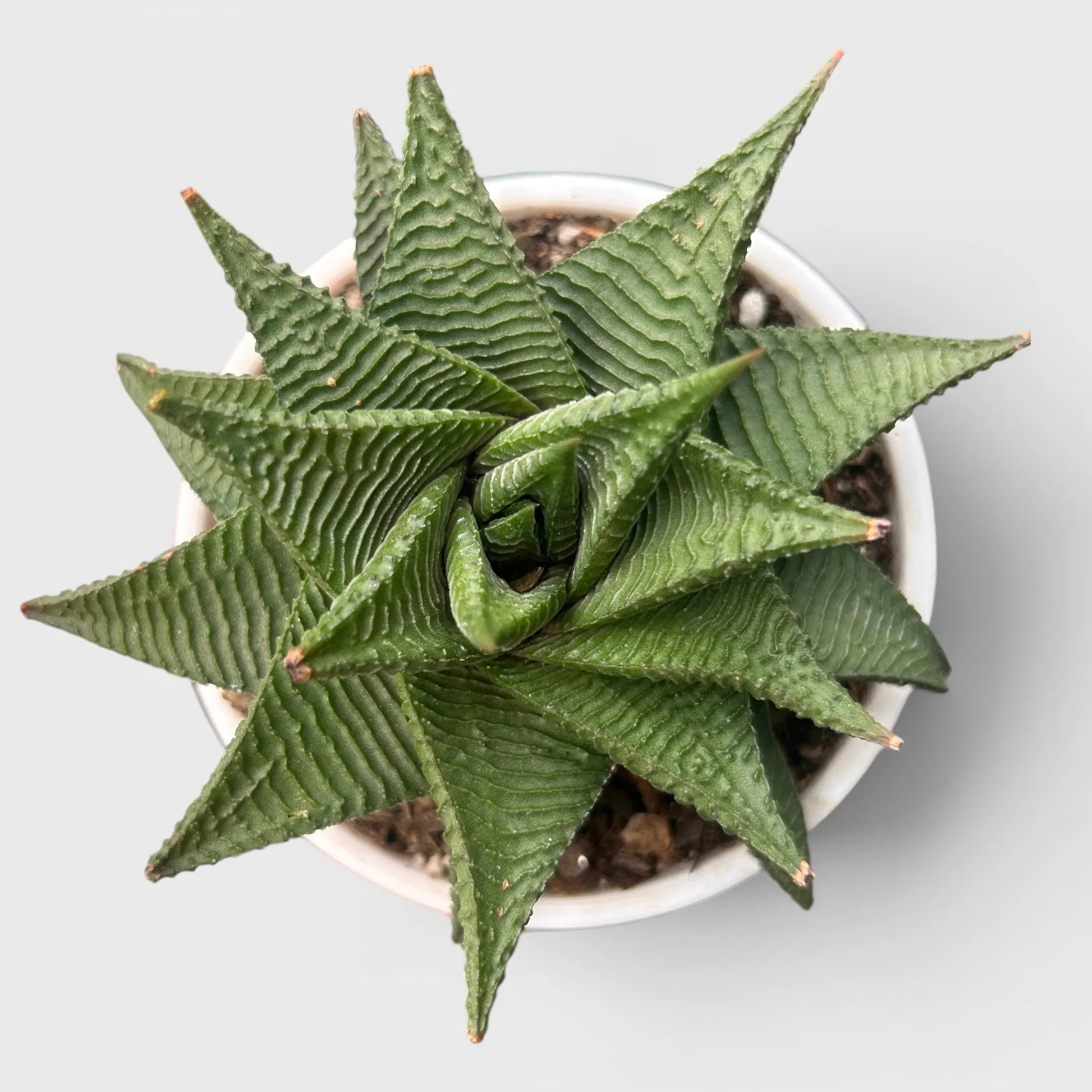 Haworthia Limifolia Non-Variegated Twisted- Timeless Beauty for Every Space | Bare Rooted