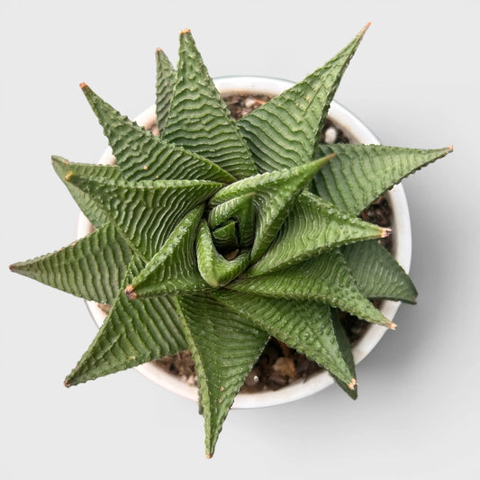 Haworthia Limifolia Non-Variegated Twisted- Timeless Beauty for Every Space | Bare Rooted