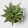 Haworthia Limifolia Non-Variegated Twisted- Timeless Beauty for Every Space | Bare Rooted