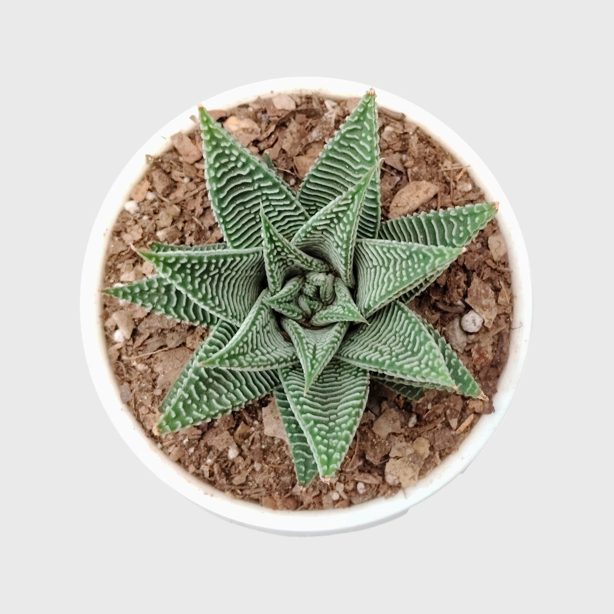 Haworthia Limifolia var. Striata – Premium Textured Succulent Plant