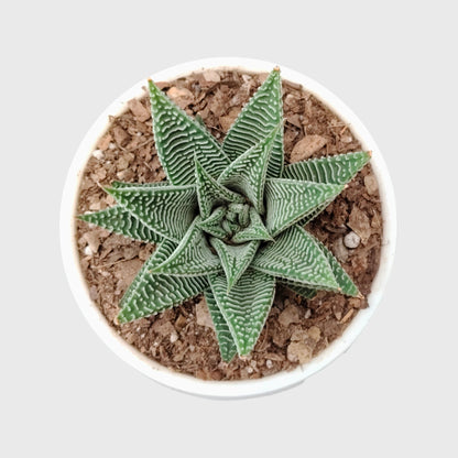 Haworthia Limifolia var. Striata – Premium Textured Succulent Plant