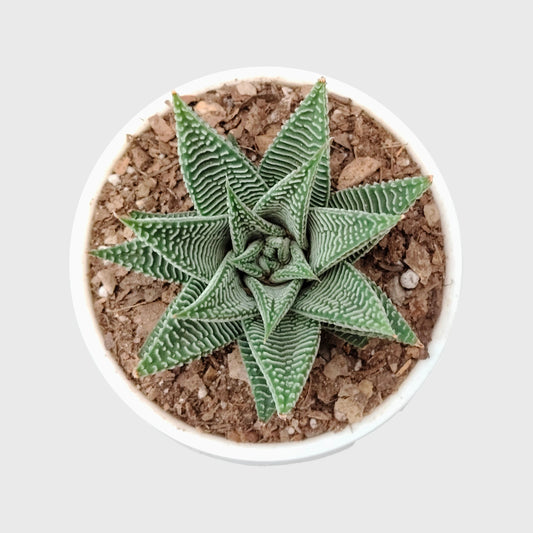 Haworthia Limifolia var. Striata – Premium Textured Succulent Plant