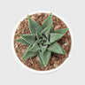 Haworthia Limifolia var. Striata – Premium Textured Succulent Plant