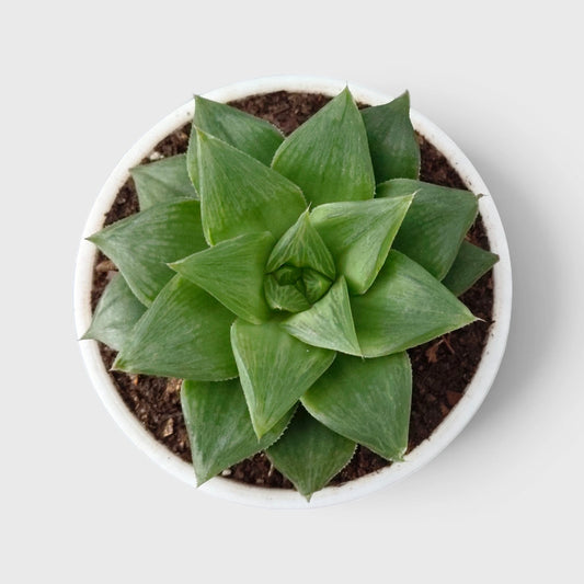 Haworthia Magnifica Hybrid – Textured Window Succulent