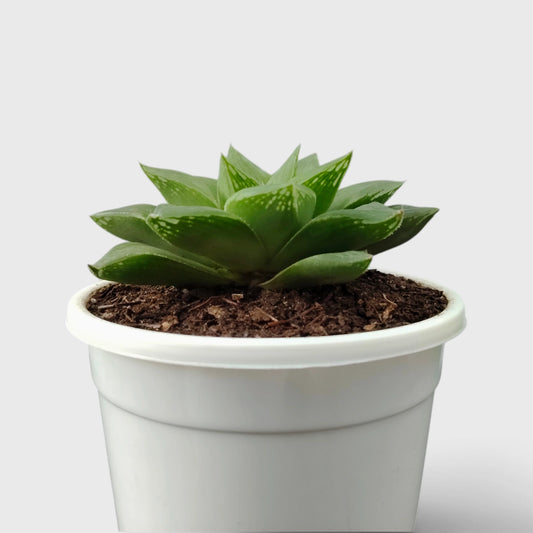 Haworthia Magnifica Hybrid – Textured Window Succulent