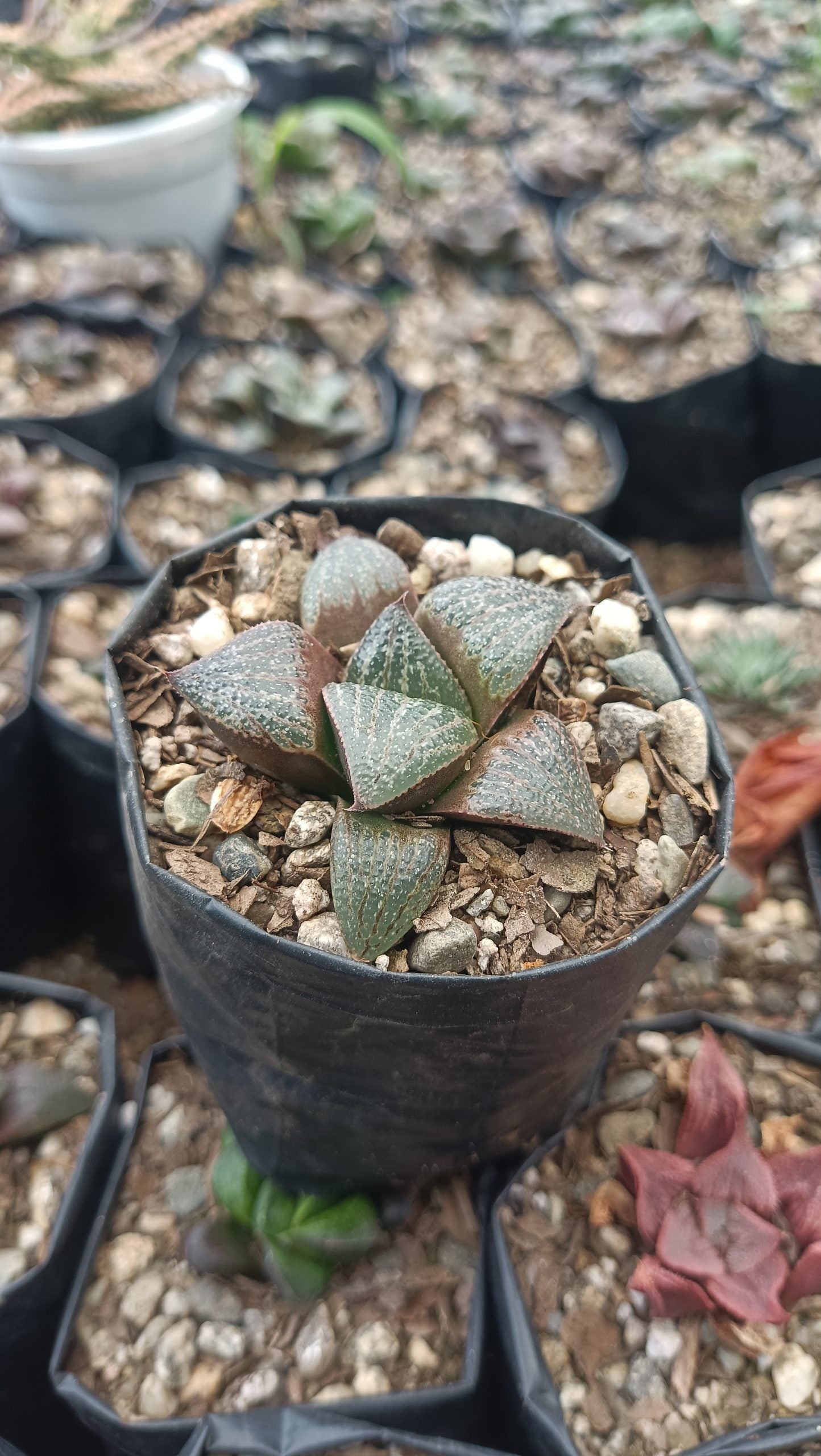 Haworthia Magnifica Succulent - Elegance in Symmetry - My Store