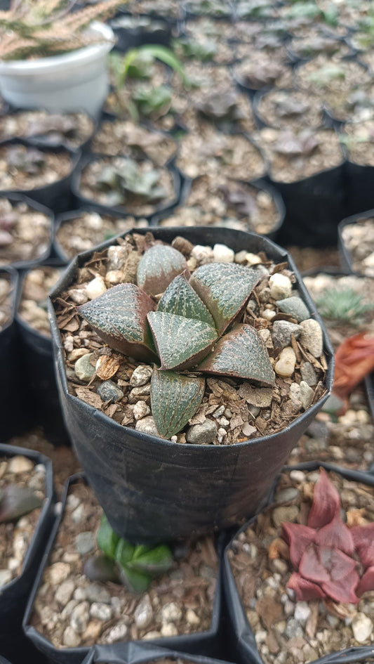 Haworthia Magnifica Succulent - Elegance in Symmetry - My Store