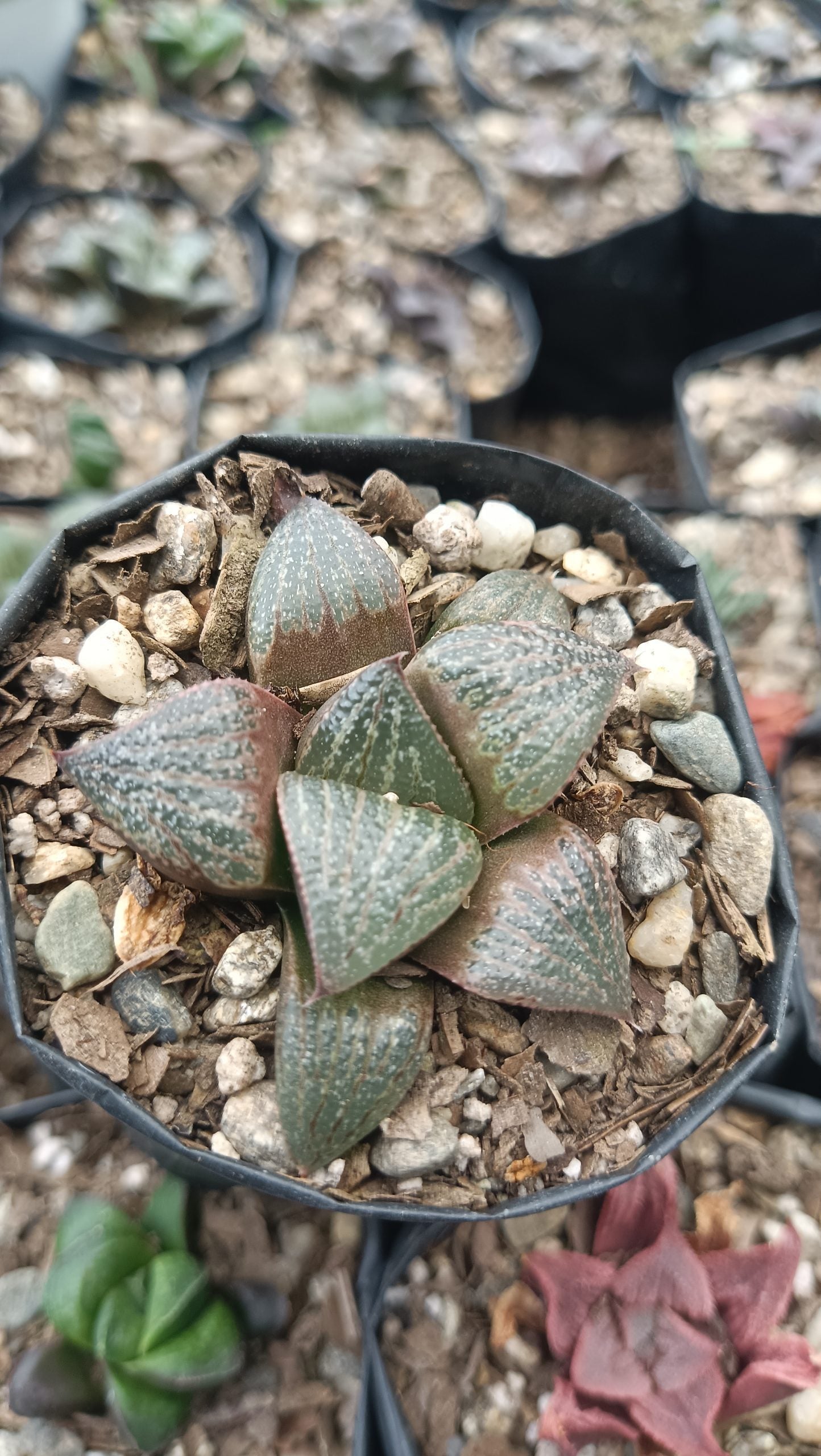 Haworthia Magnifica Succulent - Elegance in Symmetry - My Store