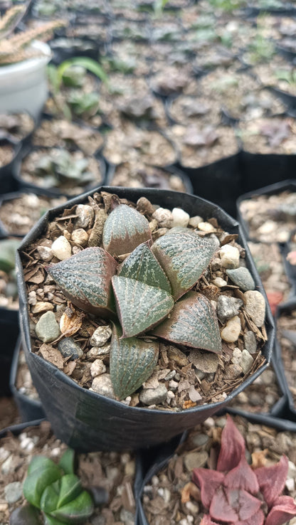 Haworthia Magnifica Succulent - Elegance in Symmetry - My Store