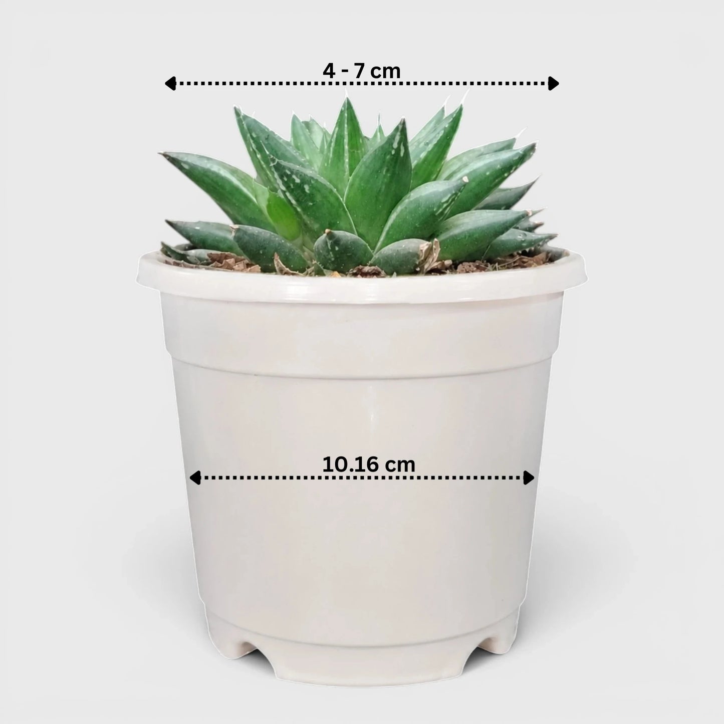 Rare Haworthia Mucronata | Compact Window Succulent Plant