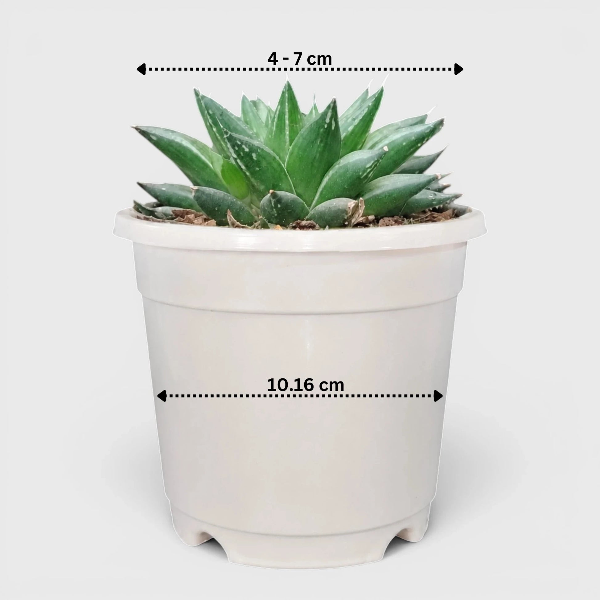 Rare Haworthia Mucronata | Compact Window Succulent Plant