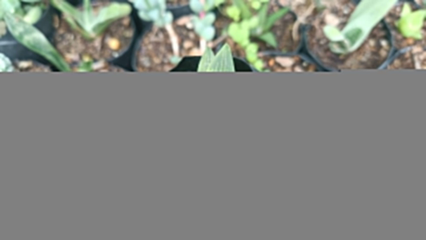 Haworthia Mutica – Buy Cheap Succulents Online in India - My Store