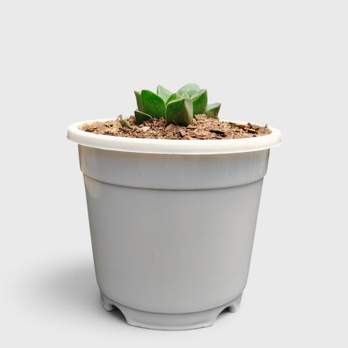 Haworthia Mutica compact rosette succulent
