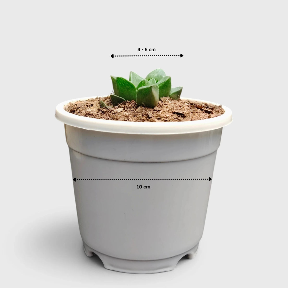 Haworthia Mutica healthy rooted plant