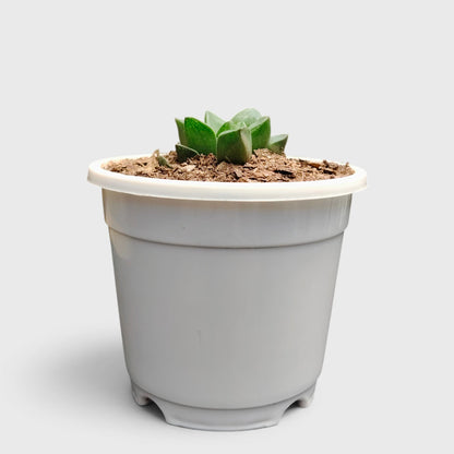 Haworthia Mutica indoor succulent